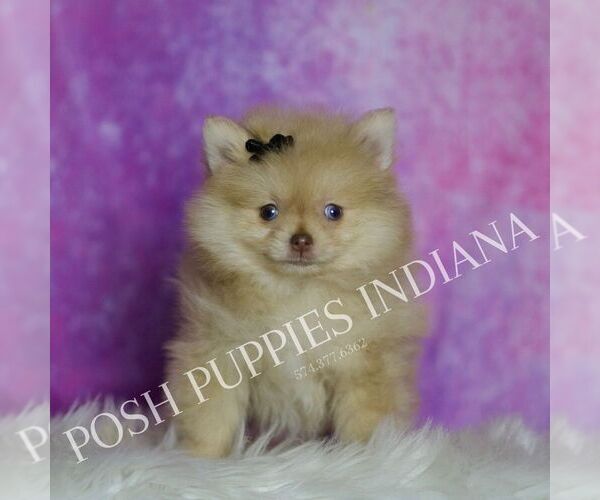 Medium Photo #55 Pomeranian Puppy For Sale in WARSAW, IN, USA