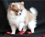 Small Photo #4 Pomeranian Puppy For Sale in ROCK VALLEY, IA, USA