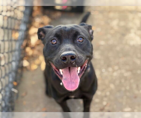 Medium Photo #2 Mutt Puppy For Sale in Tulsa, OK, USA