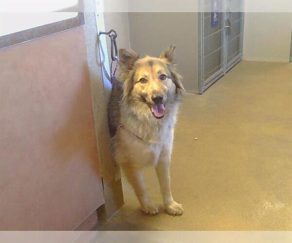 Medium Photo #1 Australian Shepherd-German Shepherd Dog Mix Puppy For Sale in Sacramento, CA, USA