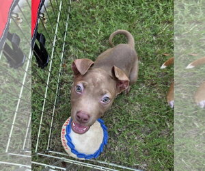 Mutt Dogs for adoption in Blacksburg, SC, USA