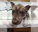 Small #4 Australian Shepherd-Siberian Husky Mix