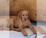 Small Photo #1 Labrador Retriever Puppy For Sale in BLACK HAWK, SD, USA
