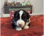 Small Photo #88 Australian Shepherd Puppy For Sale in SALISBURY, NC, USA