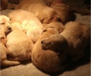 Golden Retriever Puppy for sale in GRIDLEY, KS, USA