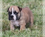 Small Photo #2 Bulldog Puppy For Sale in MARSHFIELD, MO, USA