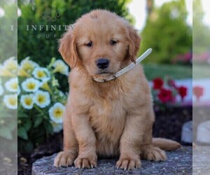 Golden Retriever Puppy for Sale in LITITZ, Pennsylvania USA