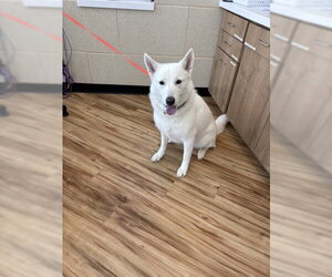 Siberian Husky Dogs for adoption in Rowlett, TX, USA