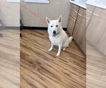 Small Siberian Husky