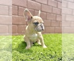 Small Photo #95 French Bulldog Puppy For Sale in DALLAS, TX, USA