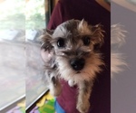 Small Photo #1 Schnauzer (Miniature) Puppy For Sale in CANBY, OR, USA