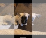 Puppy 7 Alaskan Husky-Presa Canario Mix