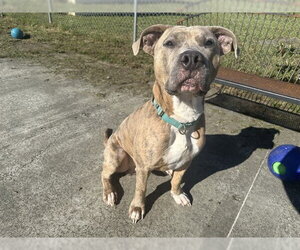 Mutt Dogs for adoption in McKinleyville, CA, USA