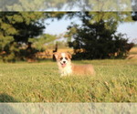Small #7 Pembroke Welsh Corgi