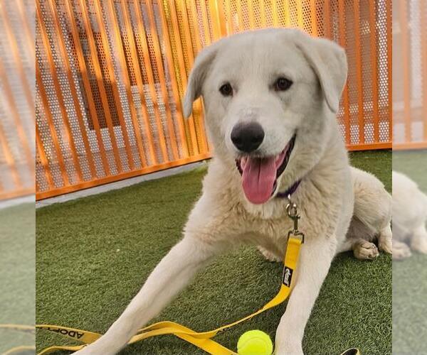 Medium Photo #1 Great Pyrenees-Unknown Mix Puppy For Sale in Las Vegas, NV, USA
