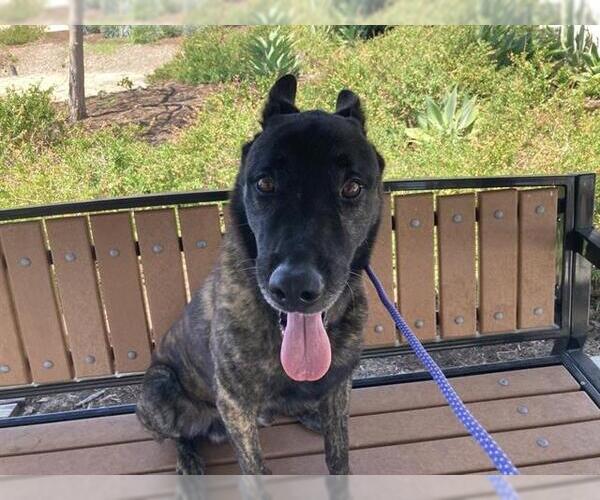 Medium Photo #1 Holland Shepherd Puppy For Sale in Orange, CA, USA