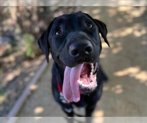 Labrador Retriever Dogs for adoption in Martinez, CA, USA