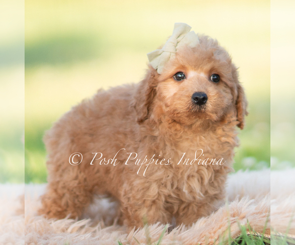 Medium Photo #3 Goldendoodle (Miniature) Puppy For Sale in WARSAW, IN, USA