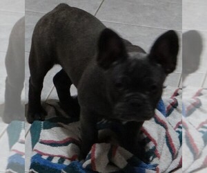 French Bulldog Puppy for sale in BLOOMINGTON, IN, USA