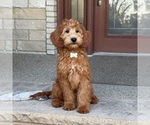 Small #6 Goldendoodle