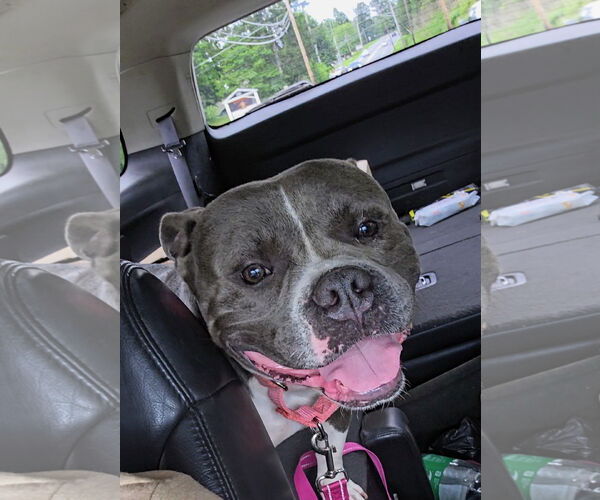 Medium Photo #1 American Pit Bull Terrier Puppy For Sale in Stanhope, NJ, USA