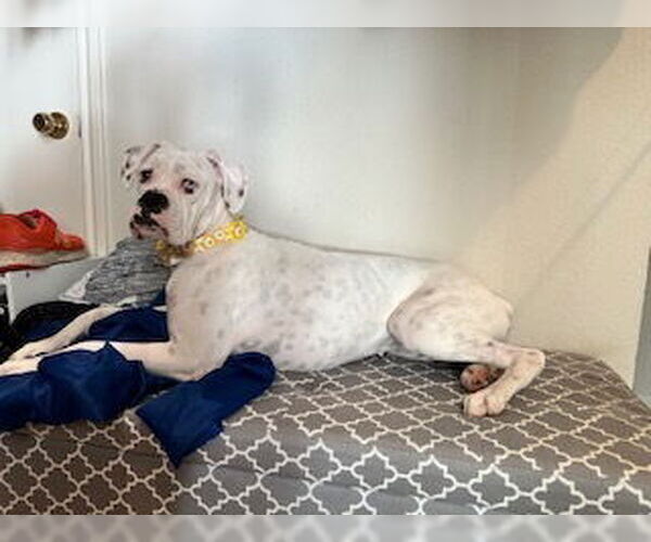 Medium Photo #6 Boxer Puppy For Sale in Austin, TX, USA