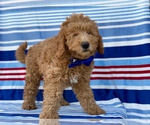 Goldendoodle Puppy for sale in LANCASTER, PA, USA