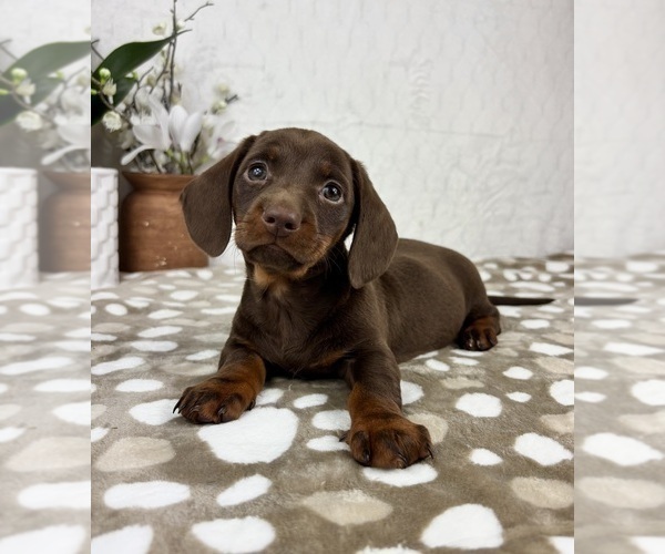 Medium Photo #2 Dachshund Puppy For Sale in INDIANAPOLIS, IN, USA