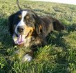 Small Photo #1 Bernese Mountain Dog-Greater Swiss Mountain Dog Mix Puppy For Sale in RIVERSIDE, IA, USA