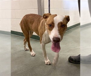 Pointer Dogs for adoption in Santa Barbara, CA, USA