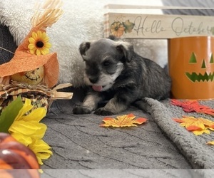 Schnauzer (Miniature) Puppy for sale in RICHLAND, WA, USA