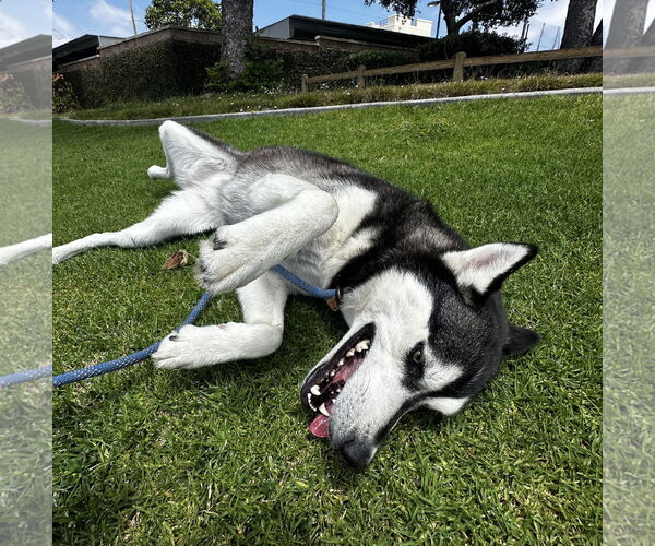 Medium Photo #7 - Mix Puppy For Sale in Newport Beach, CA, USA