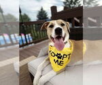 Small #1 American Pit Bull Terrier Mix