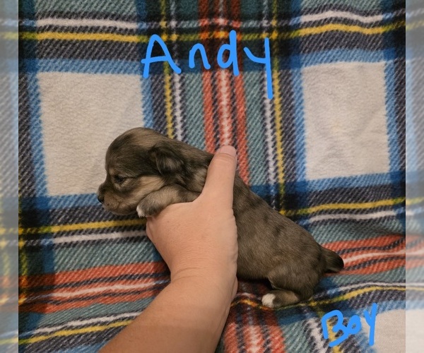 Medium Photo #17 Chizer Puppy For Sale in MONTEZUMA, GA, USA