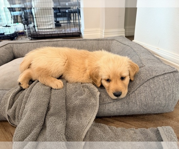 Medium Photo #42 Golden Retriever Puppy For Sale in PHOENIX, AZ, USA