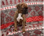 Small Photo #25 Boxer Puppy For Sale in CHILHOWEE, MO, USA