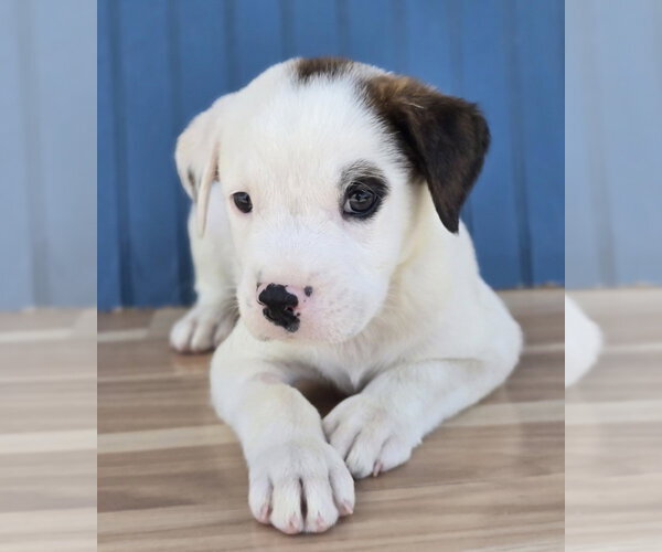 Medium Photo #4 American Staffordshire Terrier-Unknown Mix Puppy For Sale in Lakewood, CO, USA