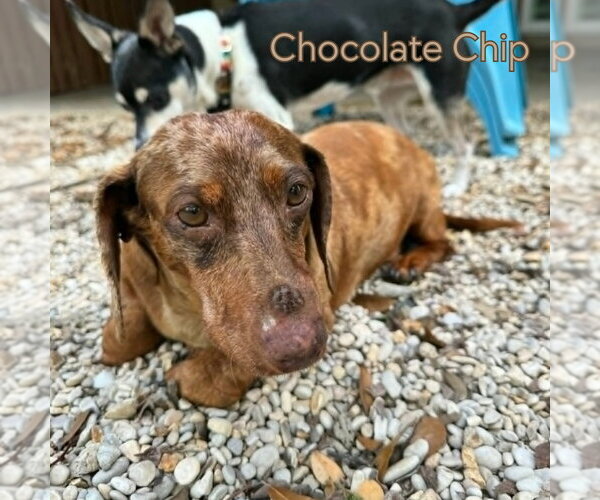Medium Photo #15 Dachshund Puppy For Sale in San Antonio, TX, USA