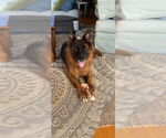 Small German Shepherd Dog