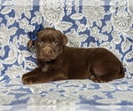 Small Photo #4 Labrador Retriever Puppy For Sale in HOLTWOOD, PA, USA