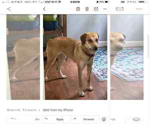 Unknown-Whippet Mix Dogs for adoption in Middlesex, VT, USA