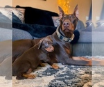 Puppy Puppy Red Doberman Pinscher