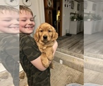 Small Photo #1 Golden Retriever Puppy For Sale in SCIO, OR, USA