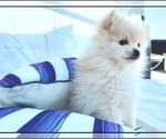 Small Photo #4 Pomeranian Puppy For Sale in PARKER, AZ, USA