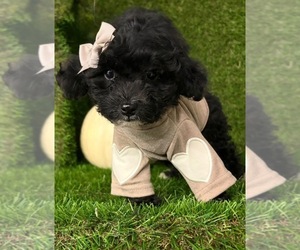 Yorkiepoo mix (+ Poodle Toy) Puppy for sale in MAPLE SHADE, NJ, USA
