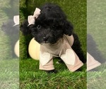 Lilly - Female Yorkiepoo mix (+ Poodle Toy) Puppy for Sale - Small photo