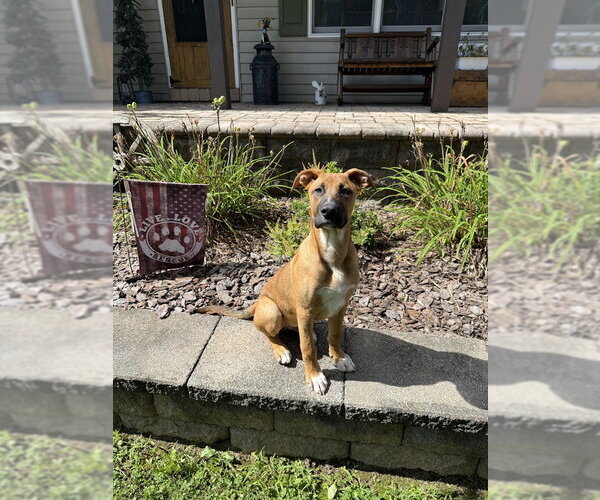 Medium Photo #3 Mutt Puppy For Sale in Shermans Dale, PA, USA