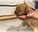 Small Photo #4 Labrador Retriever Puppy For Sale in NEW STANTON, PA, USA