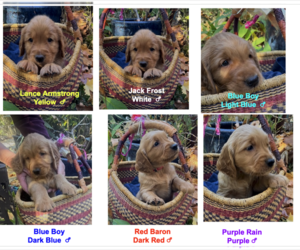 Golden Irish Litter for sale in POWAY, CA, USA