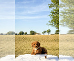 Small #1 Goldendoodle-Poodle (Toy) Mix